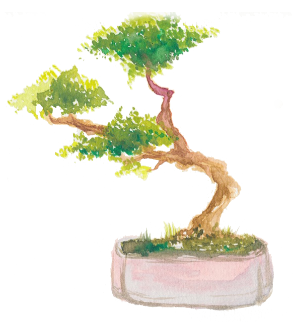 bonsai-web-tr